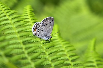 Cranberry blue, Plebeius optilete