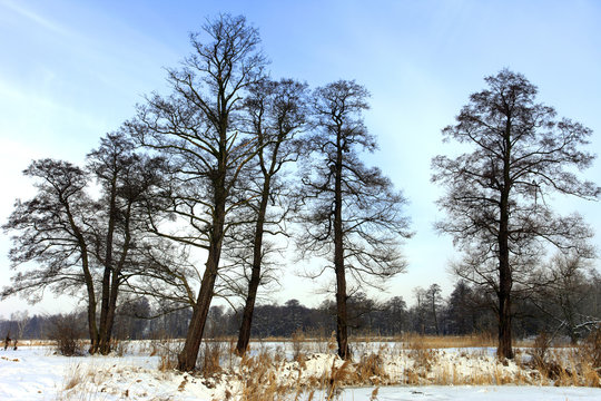 Winter landscape with frozen lake surface and woods in Raszyn ponds near Warsaw in Poland
