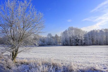 Winter landscape of woods and meadows covered with snow in Masuria lakes district in Poland