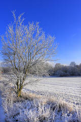 Winter landscape of woods and meadows covered with snow in Masuria lakes district in Poland