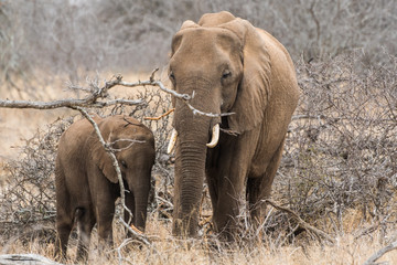 Elefante