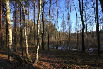 Thicket of trees and bushes of a natural forest in an early spring season
