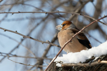 The hawfinch (Coccothraustes coccothraustes) sitting on the branch. Grosbeak in natural habitat (coccothraustes coccothraustes) Exactly can see a large beak and plumage details. Horizontal view.