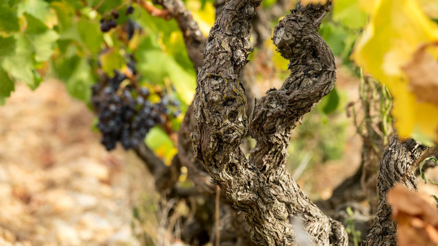 vigne raisin vignoble