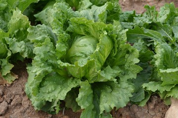 Lechuga redonda en el campo