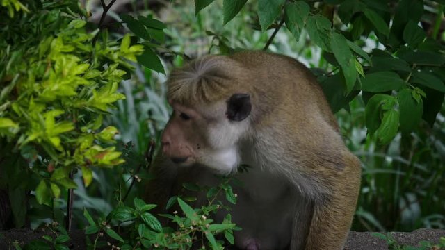 macaque eat banana while sitting in bushes, toque monkey