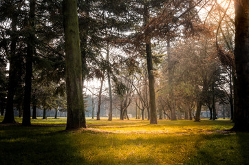Fototapeta premium Giornata di sole al parco