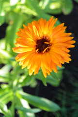 Common or Pot Marigold, orange Calendula flower, colorful flower background