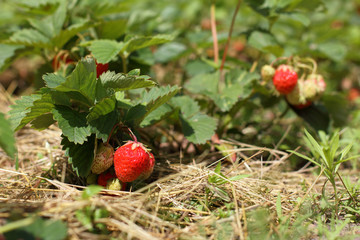 sweet red berries/ collection of fresh ripe strawberries ripples on a stretch