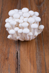 Obraz na płótnie Canvas mushrooms