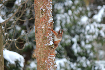 a curious squirrel hides behind a tree