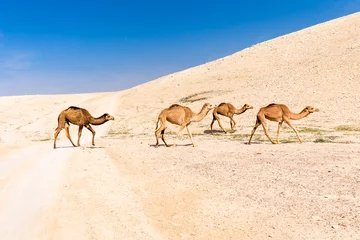 Papier Peint photo autocollant Chameau Four camels caravan crossing desert road pasturing, Dead sea, Israel.