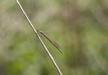 Beautiful nature scene close-up or Macro picture of a dragonfly. Dragonfly in nature.Blurred background