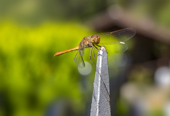 Beautiful dragonfly on the plant. Close up photo of a Dragonfly.A dragonfly is an insect belonging to the order Odonata, infraorder Anisoptera.