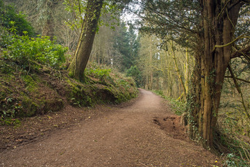 Fototapeta premium Pathway through the forest
