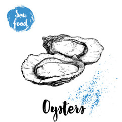 Hand drawn oysters composition. Seafood sketch style illustration. Fresh marine mollusks in opened shells.
