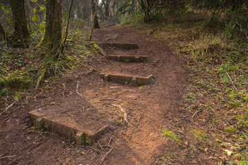 Forest steps going deep into the woodland near Bristol