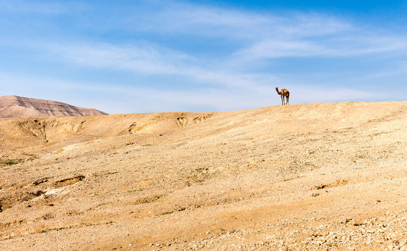 Camel standing top desert mountain ridge, Israel.