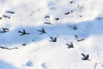 Bird Prints in the Snow