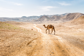 Deux chameaux traversant la route du désert, les pâturages de la mer Morte, en Israël.