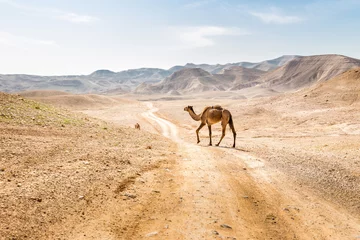 Foto auf Acrylglas Kamel Two camels crossing desert road pasturing, Dead sea, Israel.