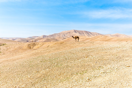 Two camels standing desert mountain ridge, Israel.