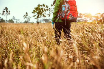 Asian women travel  nature. Travel relax.Backpack walk on the meadow in the forest. Thailand