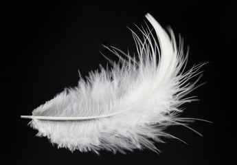 Single white feather isolated on black background