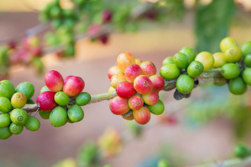 coffee beans ripening on tree