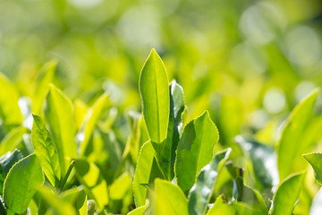 Green tea leaves in a tea plantation
