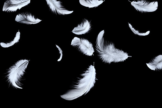 Abstract white feathers falling in the dark.