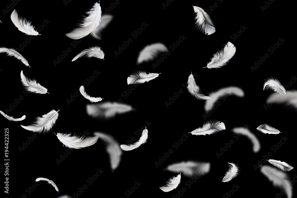 Wall mural abstract soft white fluffly feathers floating in the air. swan feather on black background.