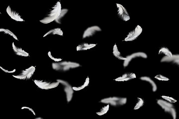 Abstract Soft White Fluffly Feathers Floating in The Air. Swan Feather on Black Background.	
