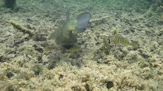 Tench, Tinca Tinca Or Doctor Fish Swimming Underwater. Close up underwater video with feeding tench. Tench swimming with a little group of perchs, Perca fluviatilis.