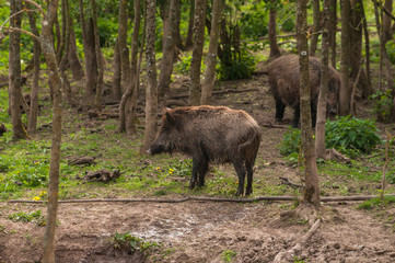 Wildschweine