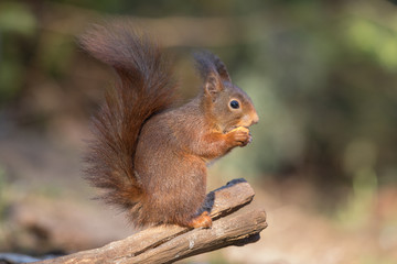 Naklejka na ściany i meble Eurasian Red Squirrel in natural setting