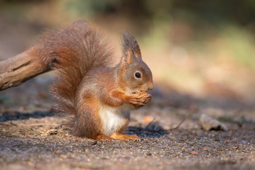 Naklejka na ściany i meble Eurasian Red Squirrel in natural setting