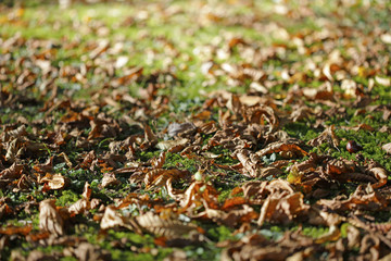 autumn