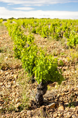 Fototapeta na wymiar vineyards near Chateauneuf-du-Pape, France