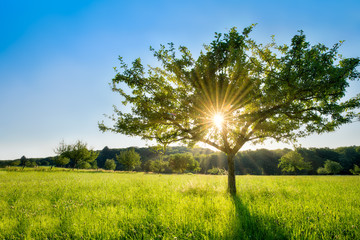 Einzelner Baum im Sonnenlicht auf einer grünen Wiese 