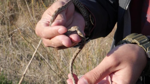 Caucasian male handles a baby snake he found in the meadows.