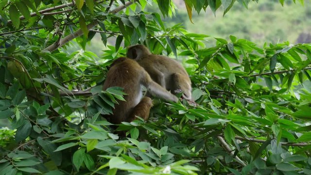 babes macaque climbing on wood