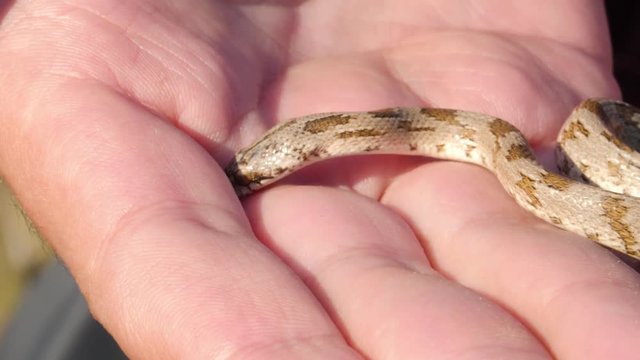Cute baby snake slithers on a hand on a bright day. Extreme close up.