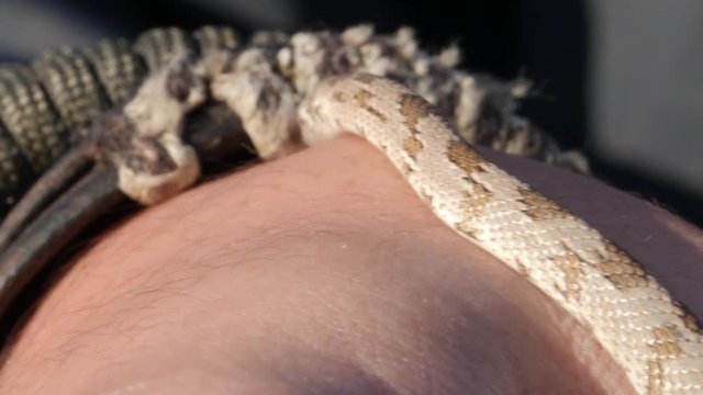 Extreme close up shot of baby snake crawling on hand of a man
