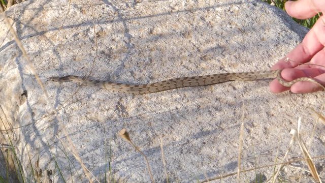 Male hands releasing small snake into the meadows