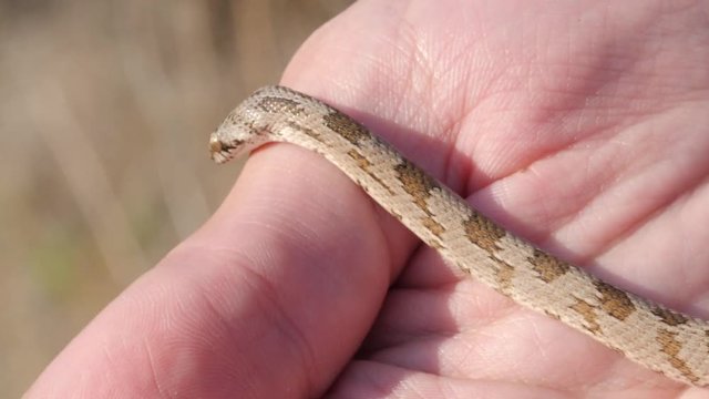 Baby European cat snake slithers on a hand. Extreme close up shot.