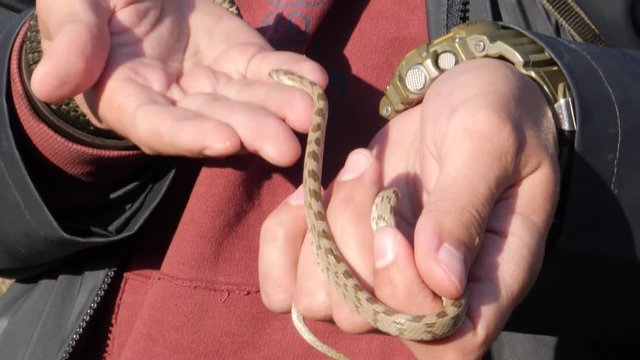 Baby cat snake slithers on a male hand in the summer
