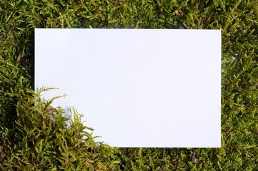 Copy Space on Green Moss Close-up