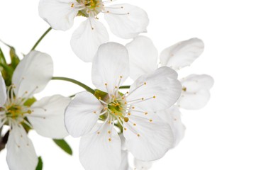 Fototapeta na wymiar Spring Cherry Tree Flowers on White