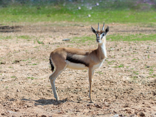 One Thomson's gazelle (Eudorcas thomsonii) stands  on the pasture and looks around